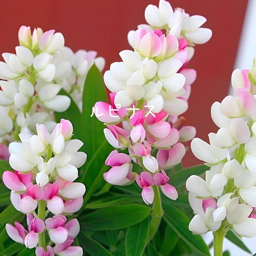【増量中】 花の種 矮性ルピナス ピクシーデライトmix 50粒