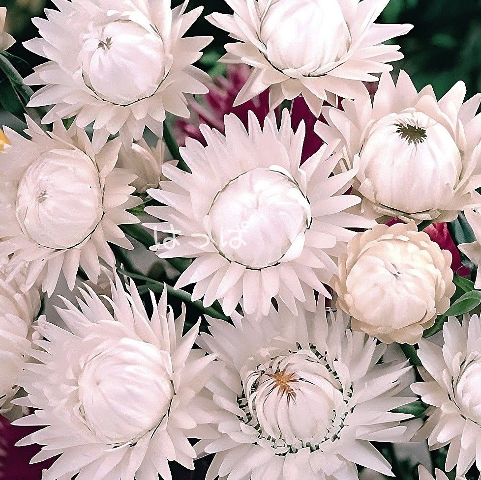 ツヤツヤの花弁が素敵！花の種 ヘリクリサム（帝王貝細工）ホワイト 60粒