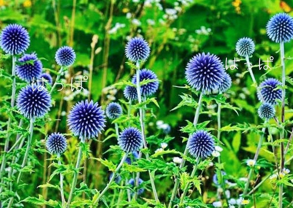 花の種 ルリタマアザミ 12粒 多年草