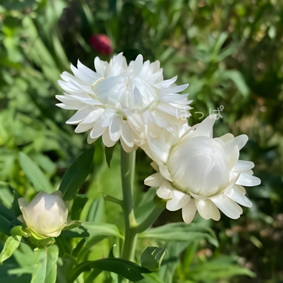 ツヤツヤの花弁が素敵！花の種 ヘリクリサム（帝王貝細工）ホワイト 60粒