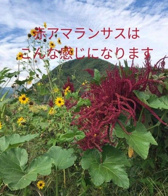 【自然農】赤アマランサスの種　3g 家庭菜園　園芸　ガーデニング　こぼれ種でも開花　花畑　花壇　雑穀の種　レッドアマランサス