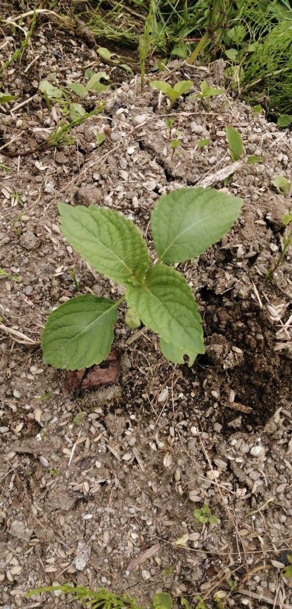 【自然農】 エゴマの種　たっぷり5g　家庭菜園　プランター栽培も　葉も種も食べられる　おすすめ　野菜の種　春蒔き　荏胡麻種子