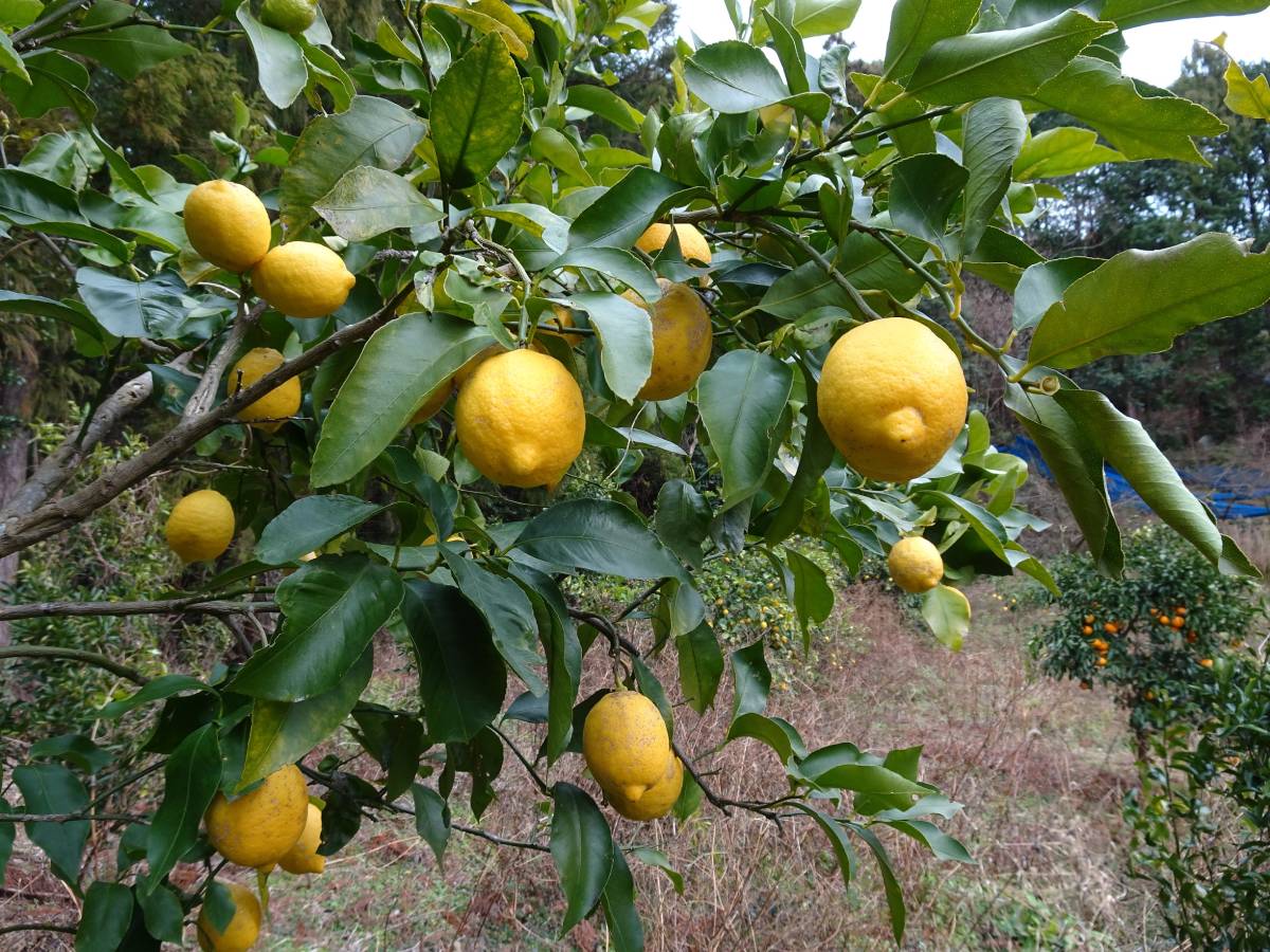 レモン 紀南の農薬も化学肥料も使用していない薫り高いレモン キズもありますの画像1