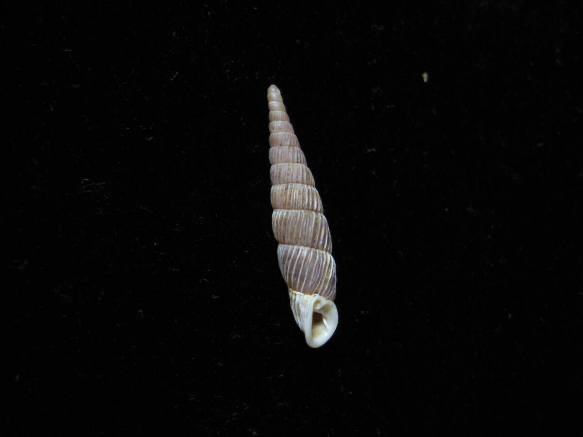 貝標本「タイシャクギセル」の画像7