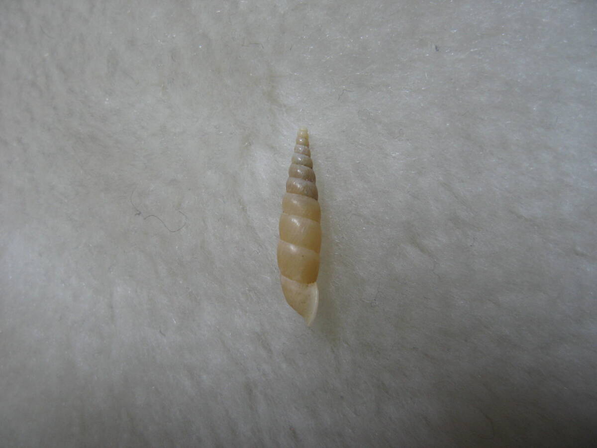 貝標本「チビギセル」の画像4