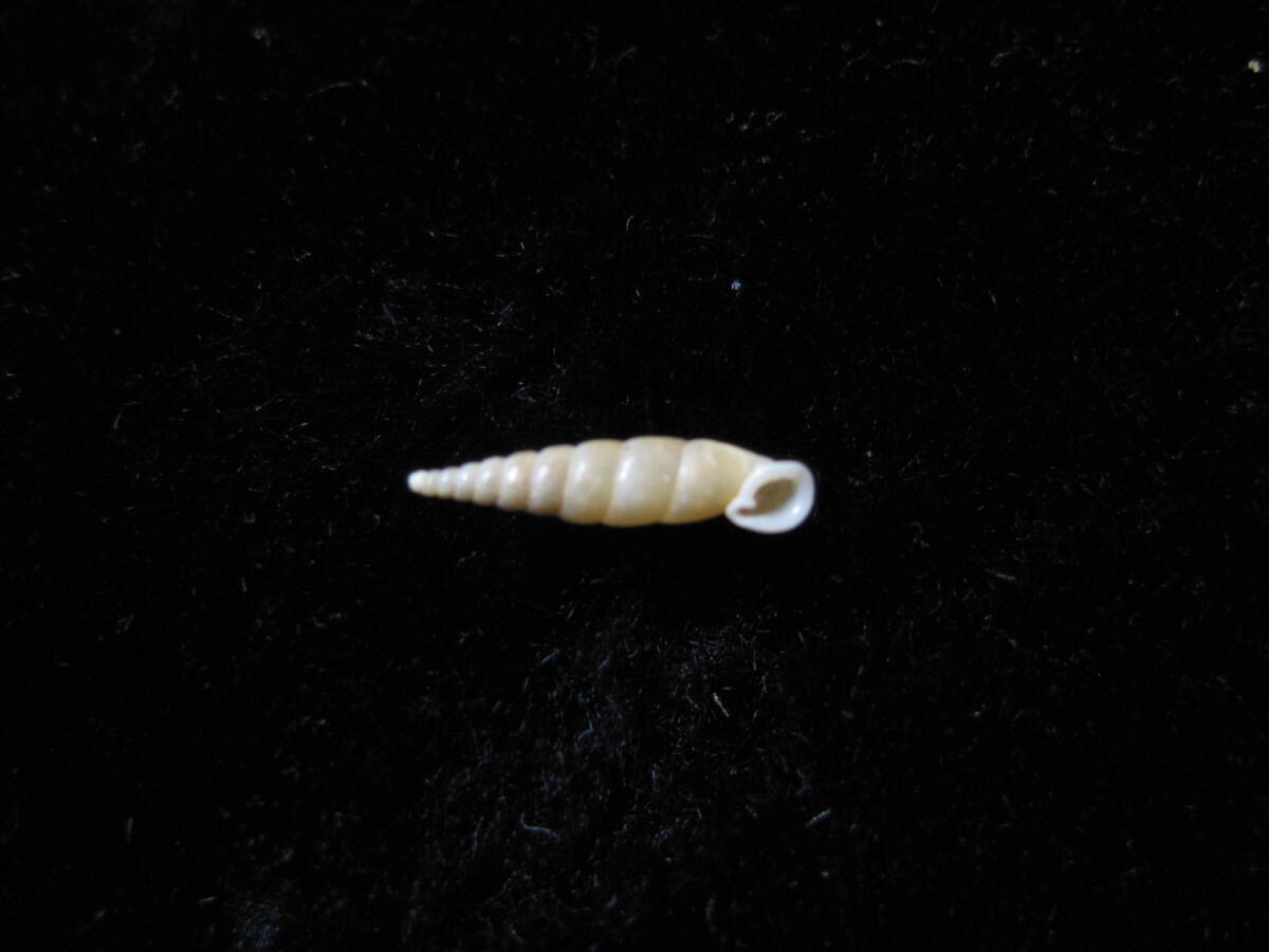 貝標本「チビギセル」の画像5