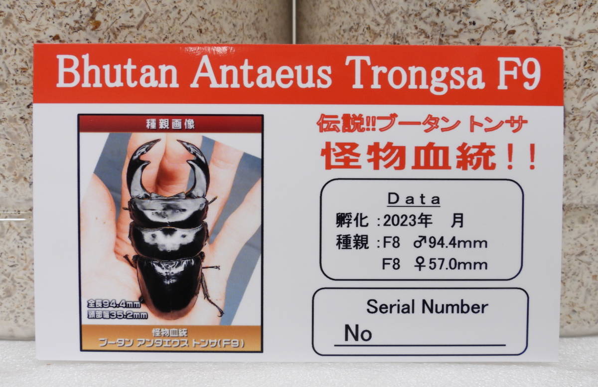 ブータン アンタエウスオオクワガタ トンサ(F9)怪物血統、幼虫4頭の画像2