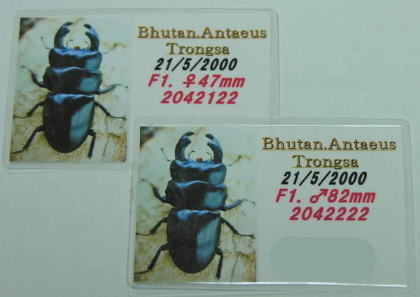 ブータン アンタエウスオオクワガタ トンサ(F9)怪物血統、幼虫4頭の画像6