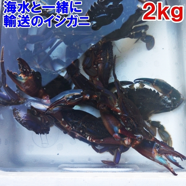 【海水ごと輸送】生出荷！食用イシガニ 石蟹２kg 活状態での梱包 松島牡蠣屋 漁師の店長自ら漁獲です！目安２ｋｇで20杯程度 配送地域限定の画像1