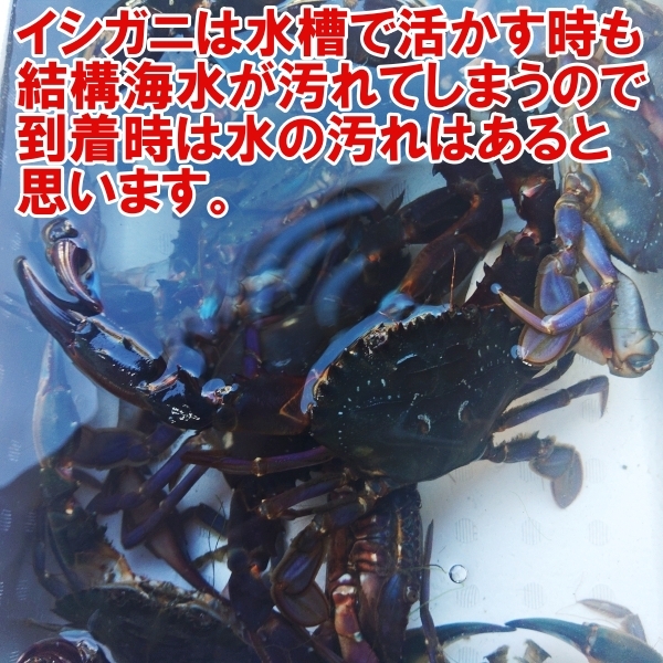 【海水ごと輸送】生出荷！食用イシガニ 石蟹２kg 活状態での梱包 松島牡蠣屋 漁師の店長自ら漁獲です！目安２ｋｇで20杯程度 配送地域限定の画像4