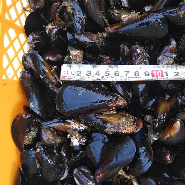 送料無料！釣り餌に★ムラサキイガイ★冷凍発送１４ｋｇ★イガイ カラス貝 ムール貝 釣りエサ クロダイ 黒鯛 石鯛 コブダイ カワハギ★