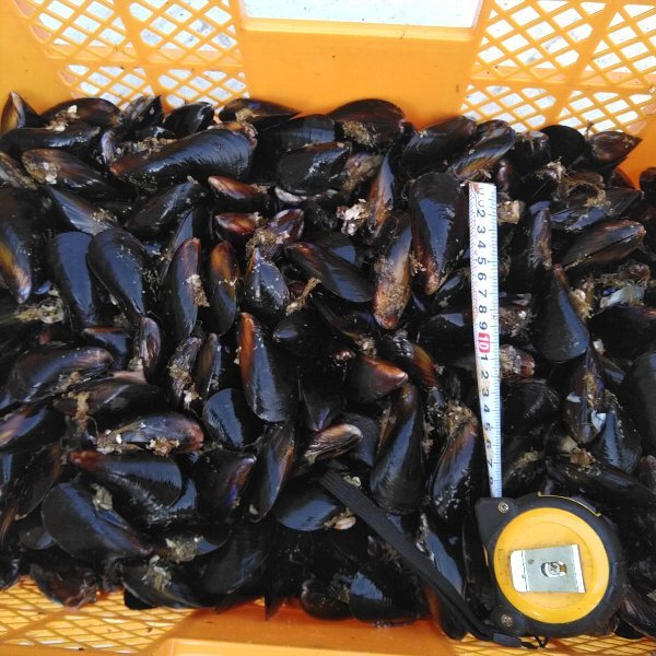  fishing bait . mussel 3kg3 kilo excepting kalas. mussel fishing feed Kuroda i black sea bream sea bream striped beakfish kobda squid wa is gi fishing . frozen bait freezing feed *