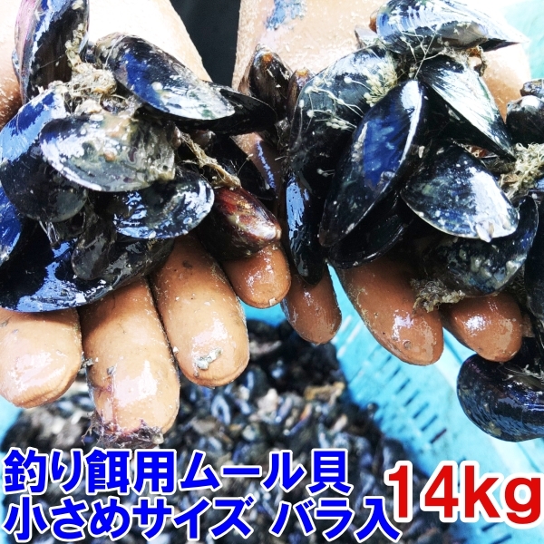 小さめサイズ 送料無料 釣り餌に★ムラサキイガイ小さめ１４ｋｇ 冷凍品イガイ カラス貝 ムール貝 釣りエサクロダイ 黒鯛 チヌ 石鯛★_画像1