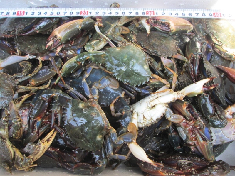 【海水ごと輸送】生出荷！食用イシガニ 石蟹２kg 活状態での梱包 松島牡蠣屋 漁師の店長自ら漁獲です！目安２ｋｇで20杯程度 配送地域限定の画像5