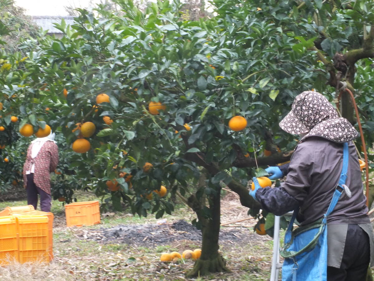 紅甘夏　15Kg　鹿児島県　B級品　訳あり_画像5