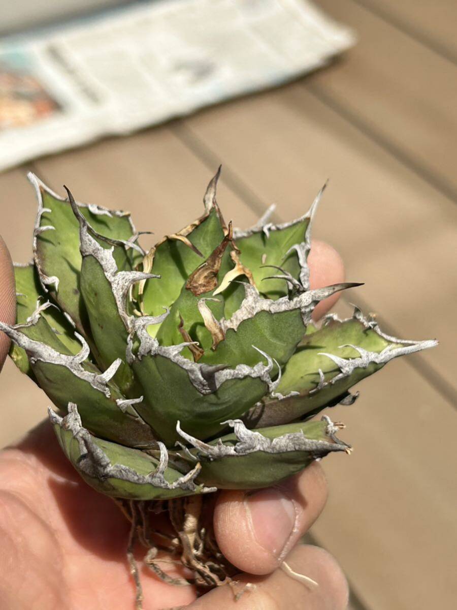 【凱撒】 Agave titanota 台湾 アガベ チタノタ シーザーBの画像3