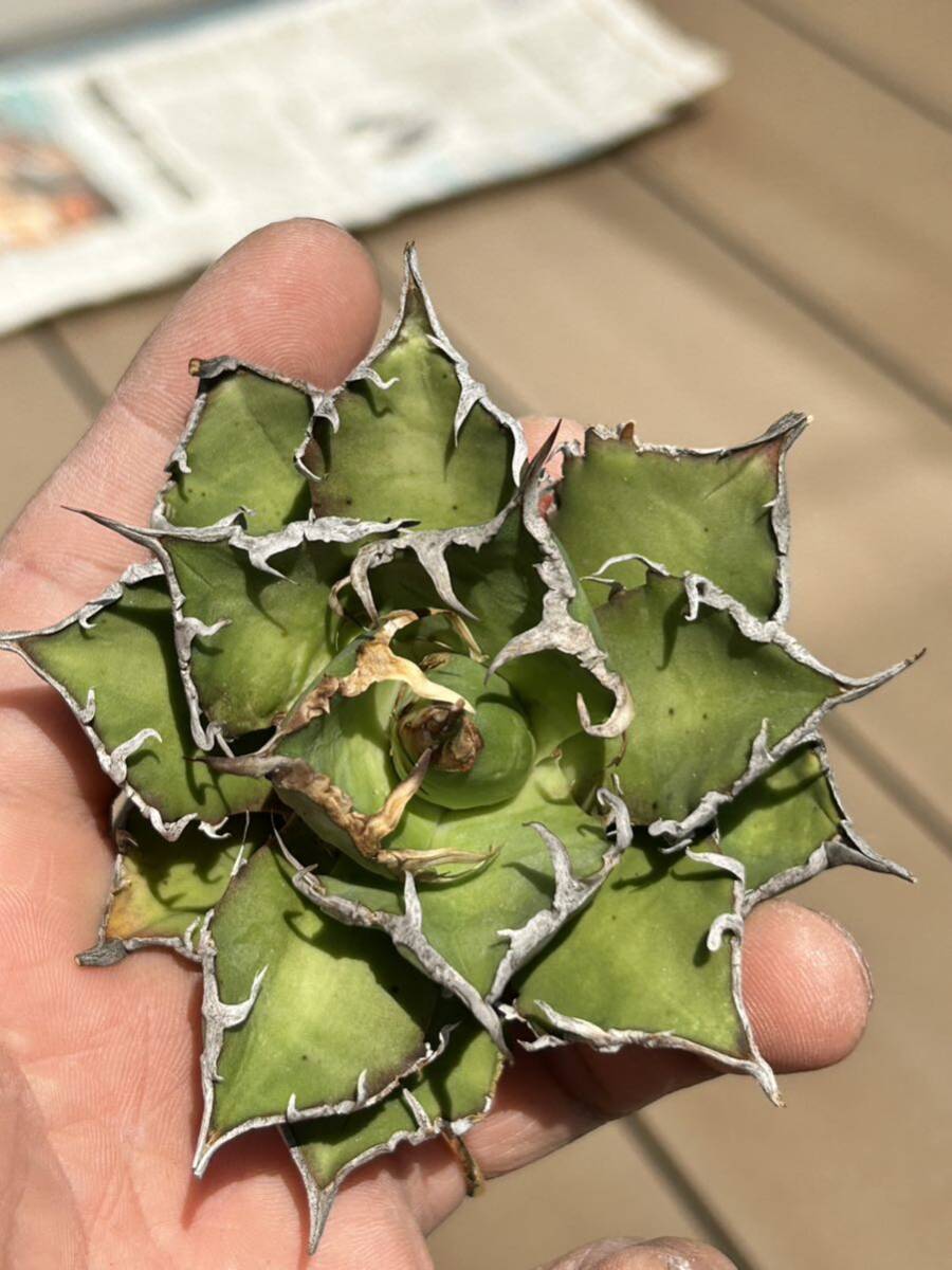 【凱撒】 Agave titanota 台湾 アガベ チタノタ シーザーBの画像2