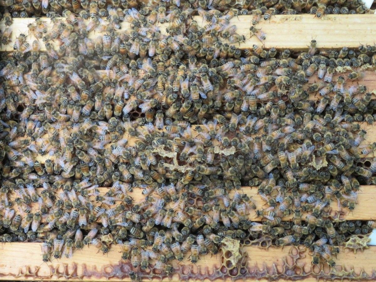 信州産天然蜂蜜　200g 3個  ※結晶化