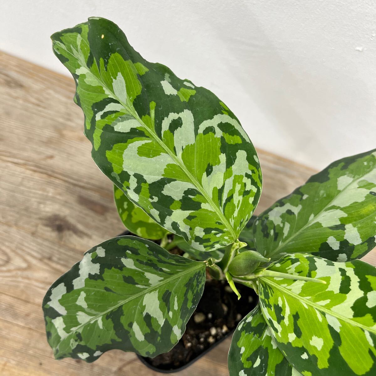 ２ アグラオネマ・ピクタム・トリカラー Aglaonema pictum tricolorの画像2