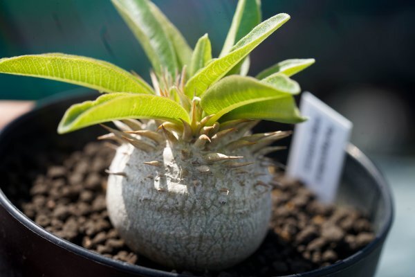 Pachypodium enigmaticum パキポディウム エニグマチカム  実生株 2021年7月播種  コーデックス 塊根植物の画像3