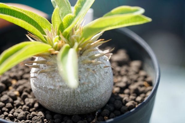 Pachypodium enigmaticum パキポディウム エニグマチカム  実生株 2021年7月播種  コーデックス 塊根植物の画像4