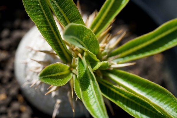 Pachypodium enigmaticum パキポディウム エニグマチカム  実生株 2021年7月播種  コーデックス 塊根植物の画像5