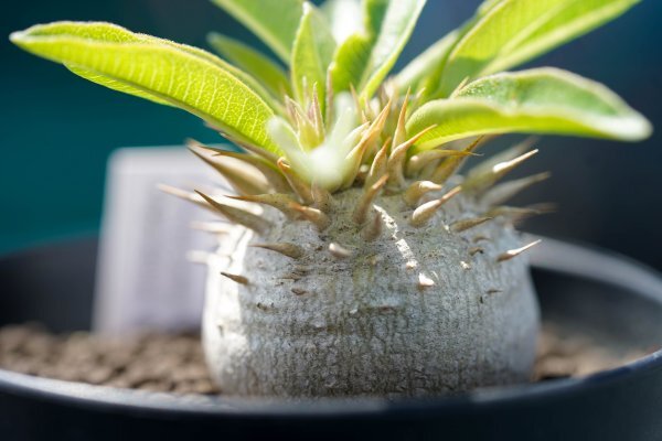 Pachypodium enigmaticum パキポディウム エニグマチカム  実生株 2021年7月播種  コーデックス 塊根植物の画像6
