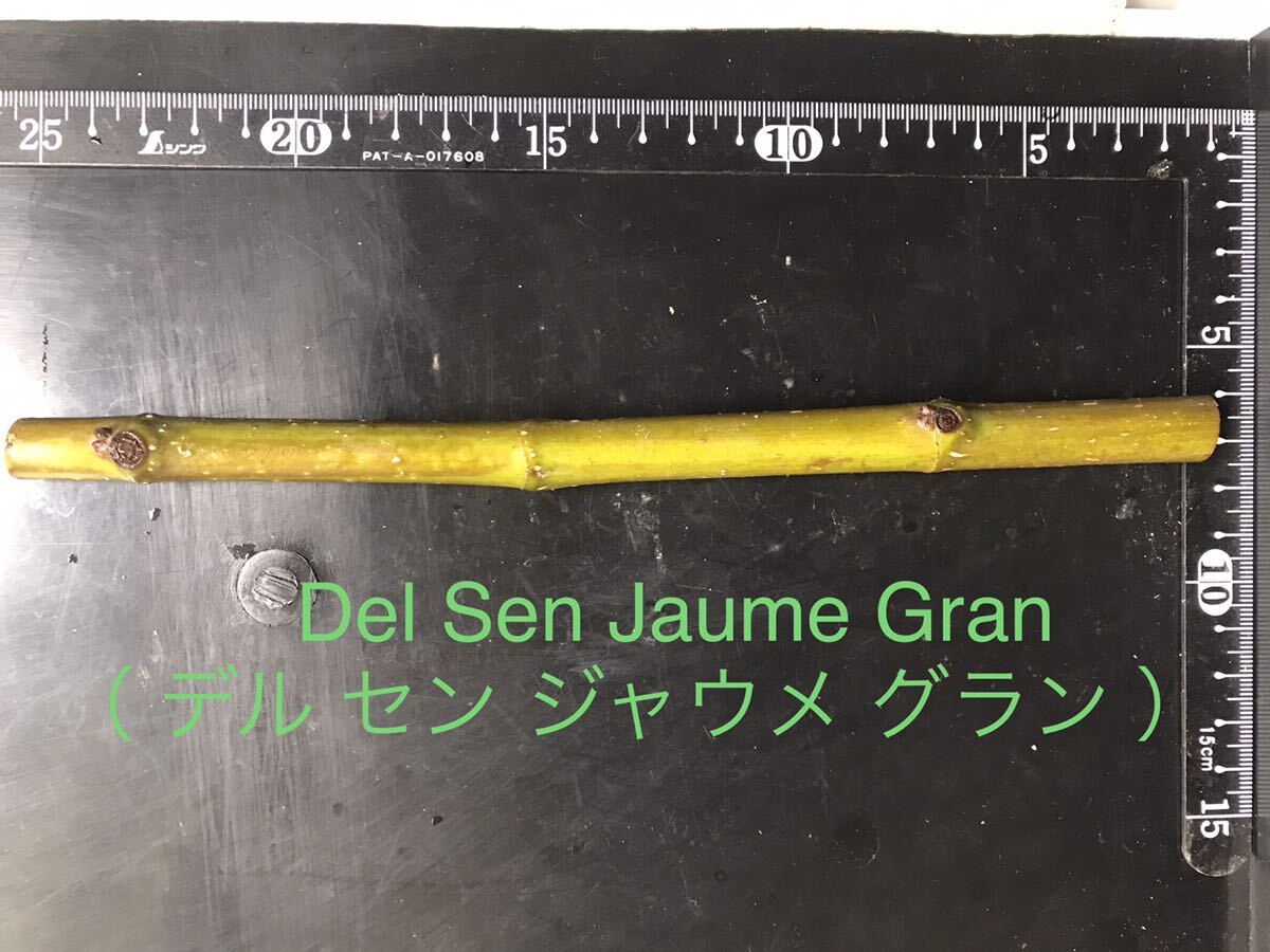  イチジク　Del Sen Jaume Gran （ デル セン ジャウメ グラン ）穂木　1本　(DSJG)_画像2