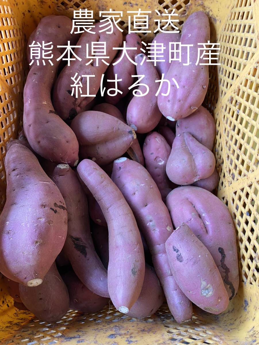 貯蔵品 優品 5キロ さつまいも 紅はるか からいも 甘藷 熊本県 大津町 農家直送 名産品 焼き芋の画像1