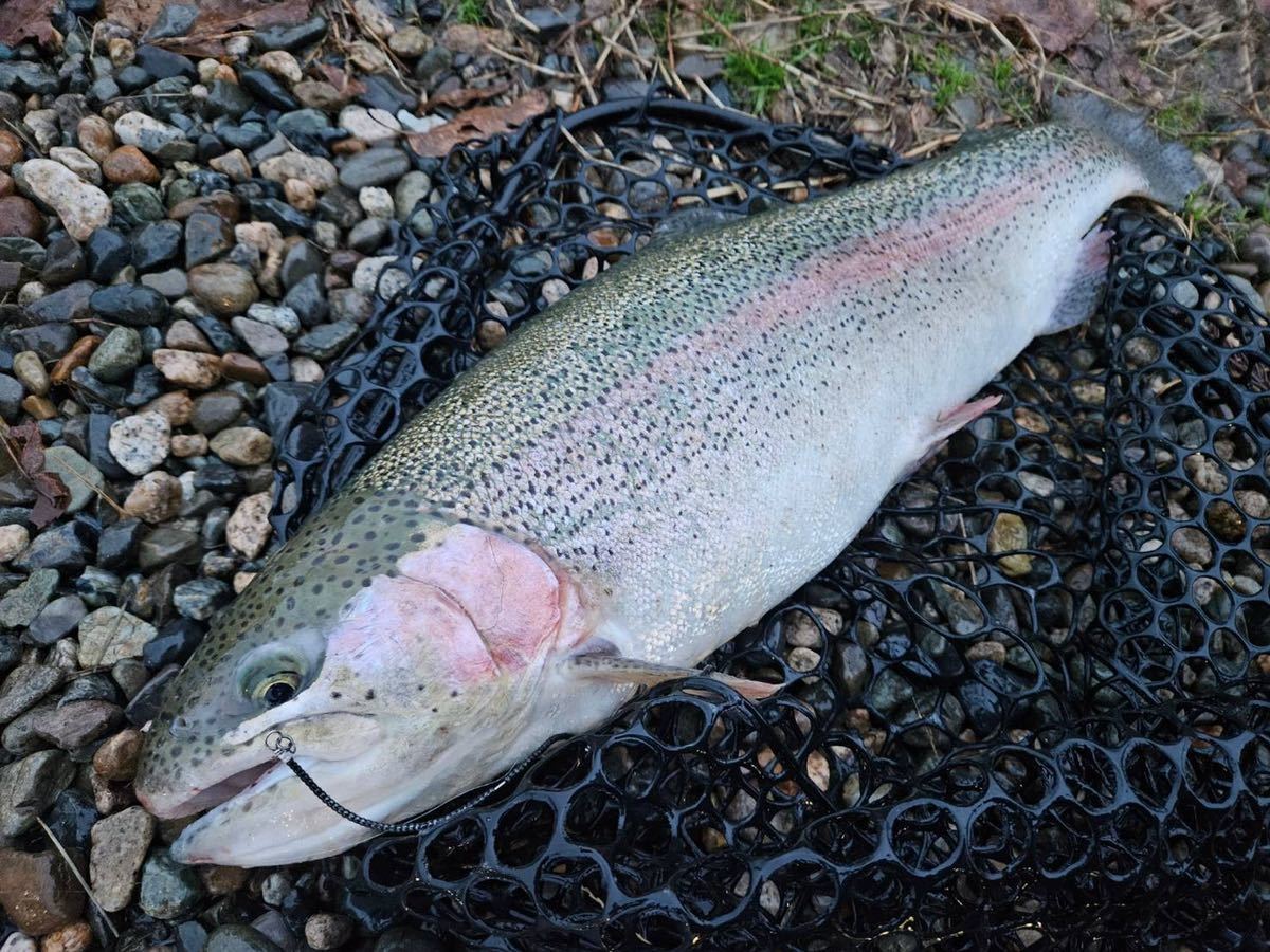 【デカマス爆釣ルアー】管釣り　エリアトラウト 【形状記憶】海鱒スパイラルHunter4本セット　左右巻き_画像2