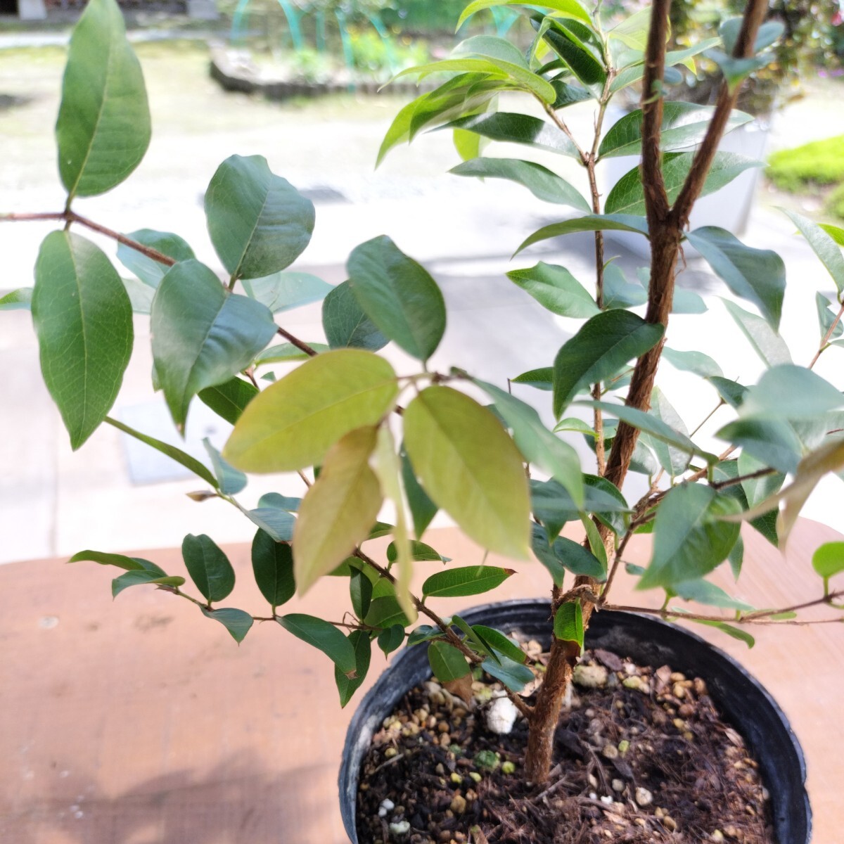 生育旺盛 ジャボチカバ No.2 実の味は美味しく、また観葉植物としても人気です。の画像4