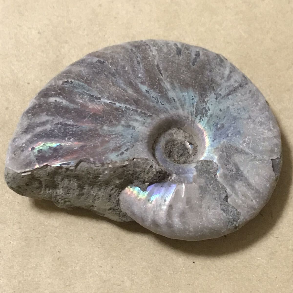 化石 マダガスカル産 アンモナイト 天然石 クリオニセラス 虹色の発色 標本 の画像2