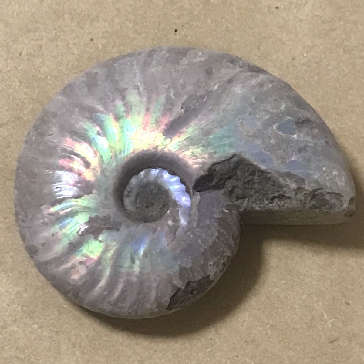 化石 マダガスカル産 アンモナイト 天然石 クリオニセラス 虹色の発色 標本 の画像1