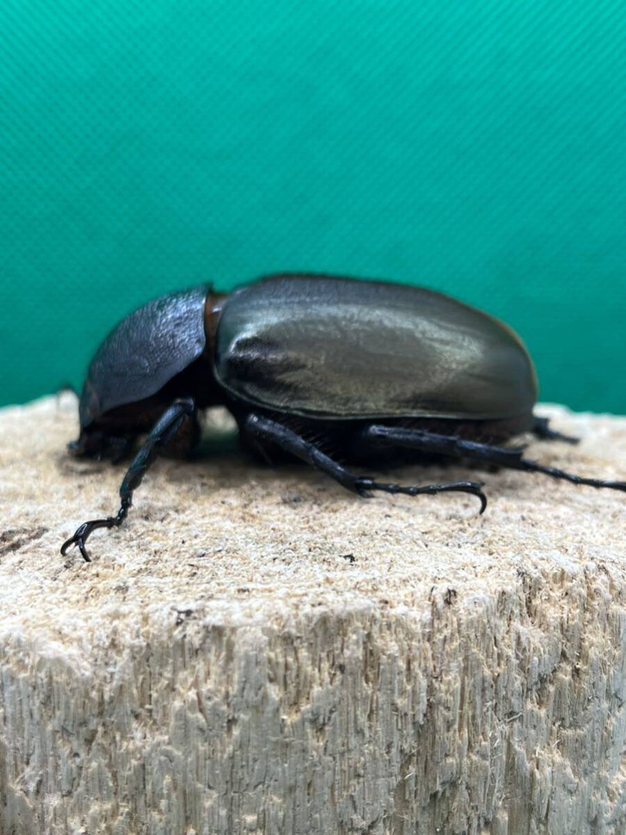 スマトラコーカサス ♀55A新成虫 、未使用 後食済即ブリ可 。_画像6