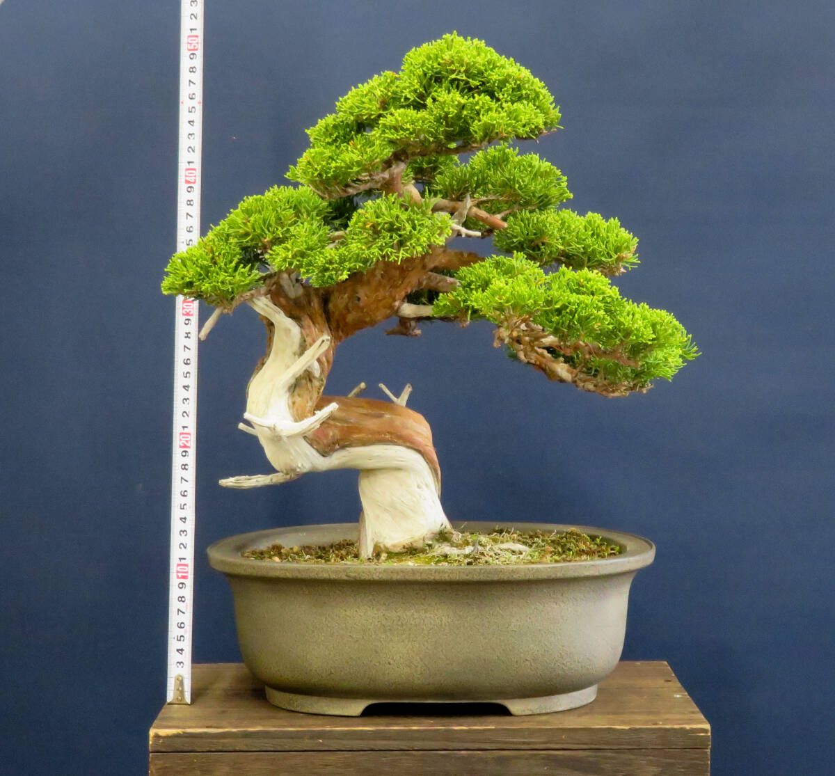 Yahoo!オークション - 盆栽 中品 糸魚川真柏 樹高38cm Yahoo!オークション - 盆栽 中品 糸魚川真柏 樹高38cm