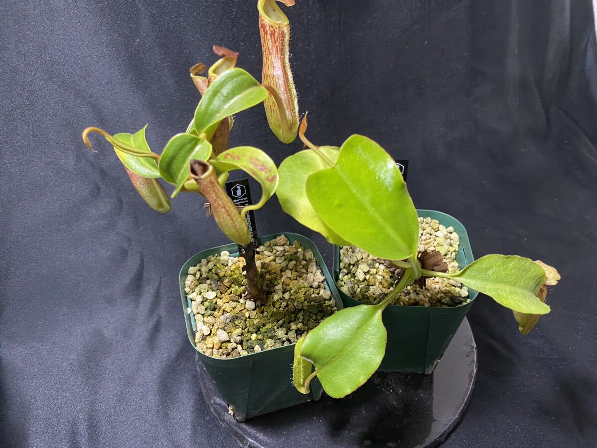 Nepenthesセット② ウツボカズラ ネペンテス 食虫植物の画像1