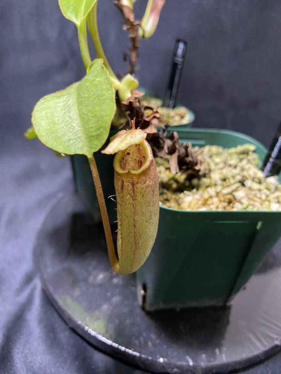 Nepenthesセット② ウツボカズラ ネペンテス 食虫植物の画像3
