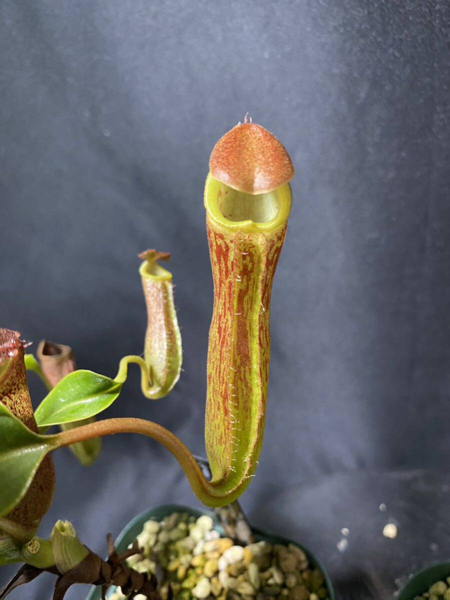 Nepenthesセット② ウツボカズラ ネペンテス 食虫植物の画像2