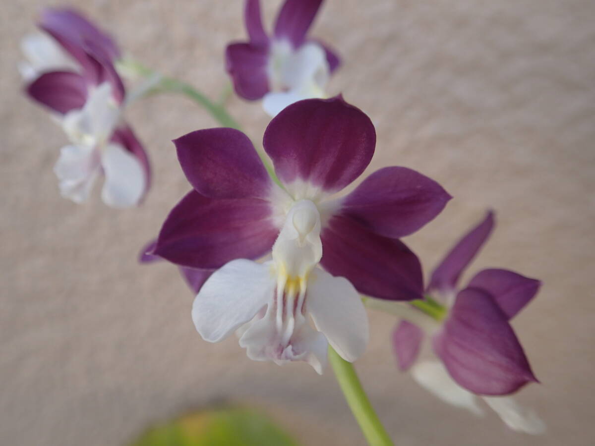 (...* креветка ne)ko oz сон фиолетовый . цветение средний @ весна орхидея * богатство и знатность орхидея * холод орхидея * луговые и горные травы *. сырой 