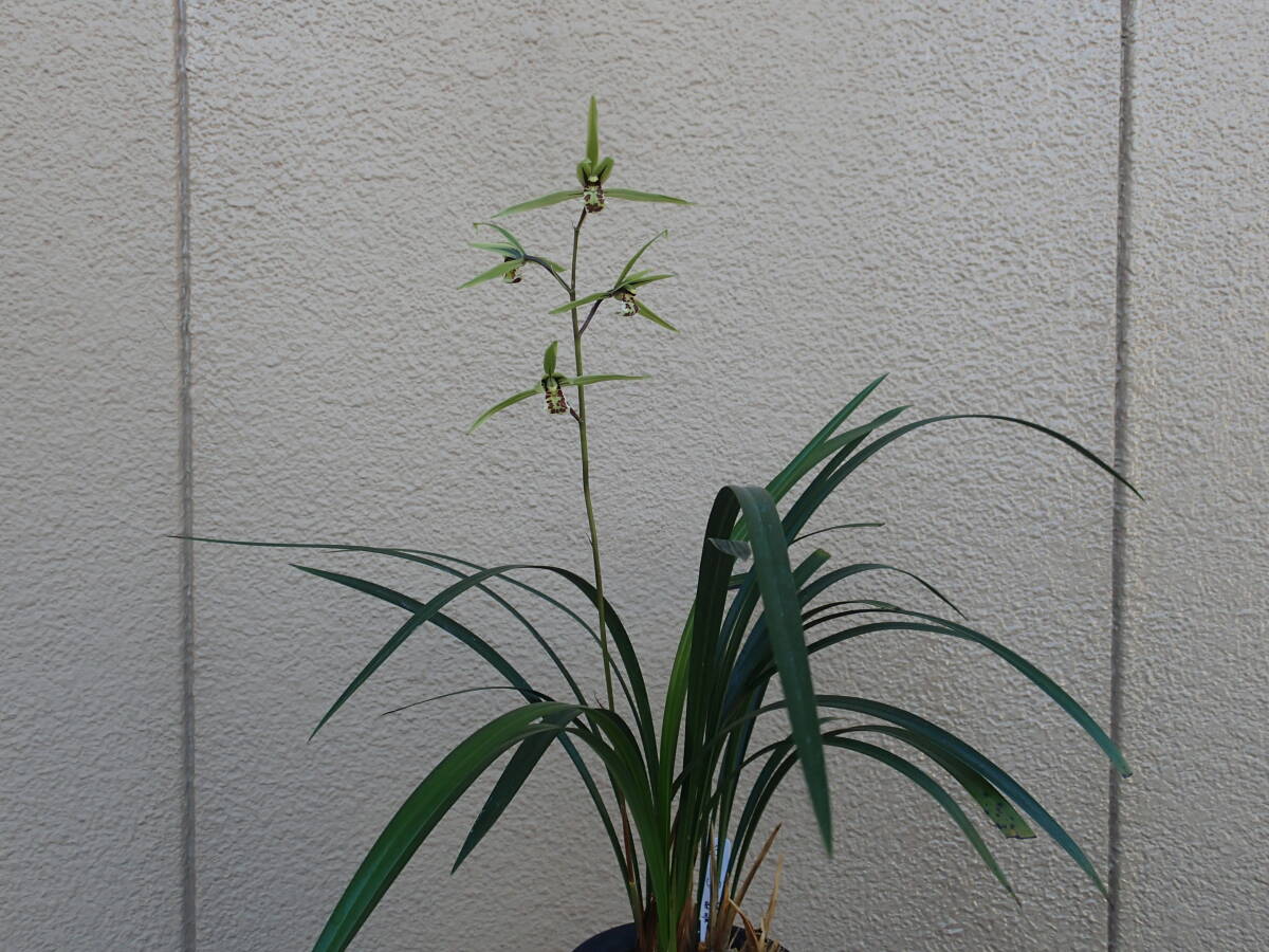  холод орхидея свет месяц сверху дерево 6шт.@..@ весна орхидея * богатство и знатность орхидея * холод орхидея * луговые и горные травы *. сырой орхидея 