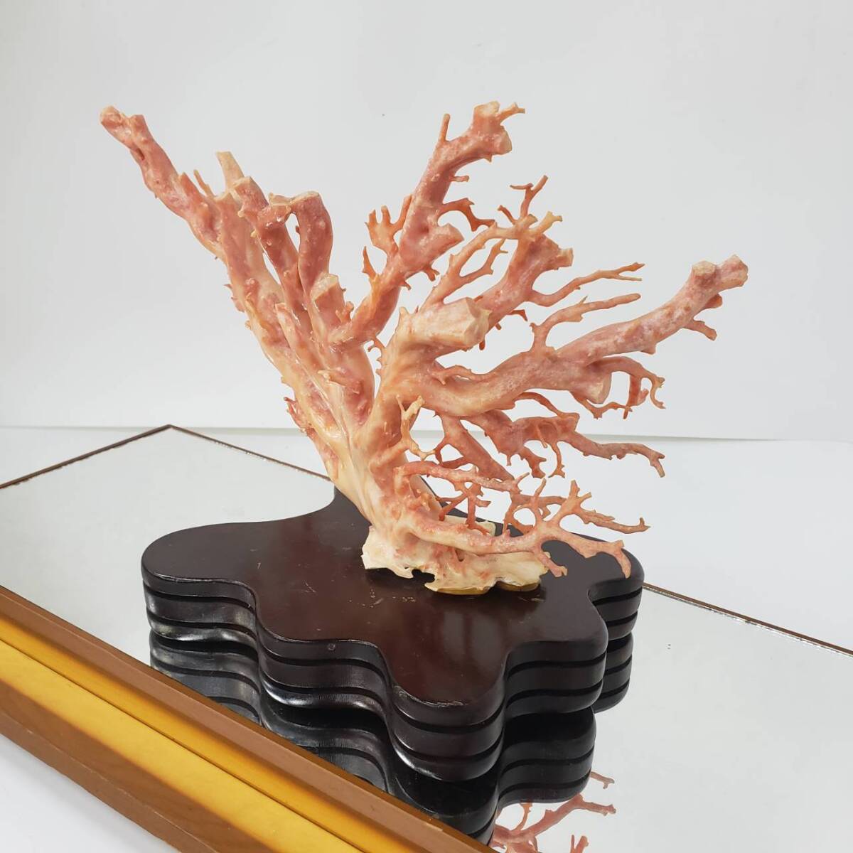 M6152(051)-557/IS15000 珊瑚 置物 サンゴ 原木 ガラスケース付き オブジェ インテリア の画像5