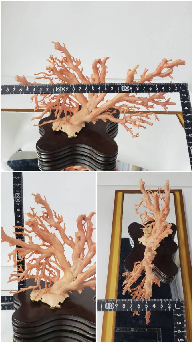 M6152(051)-557/IS15000 珊瑚 置物 サンゴ 原木 ガラスケース付き オブジェ インテリア の画像10