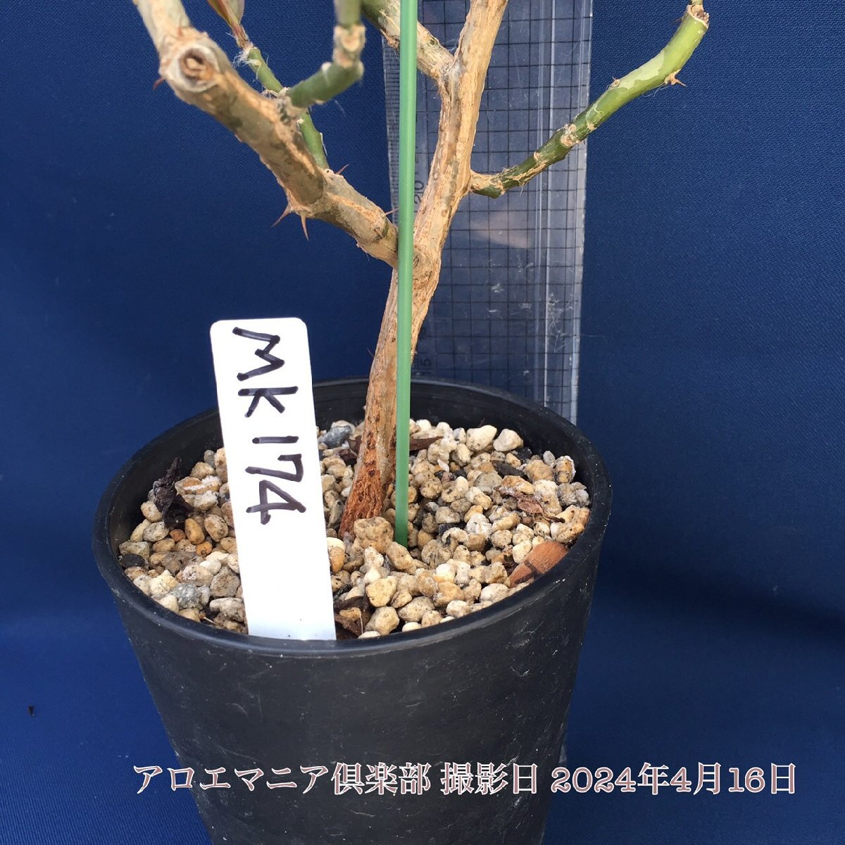 今月の破格出品 仙人掌 杢キリン モクキリン サボテンのなる木 接台 観葉植物 多肉植物 木の葉さぼてん 木の葉サボテン 自社AMK_お送りする個体