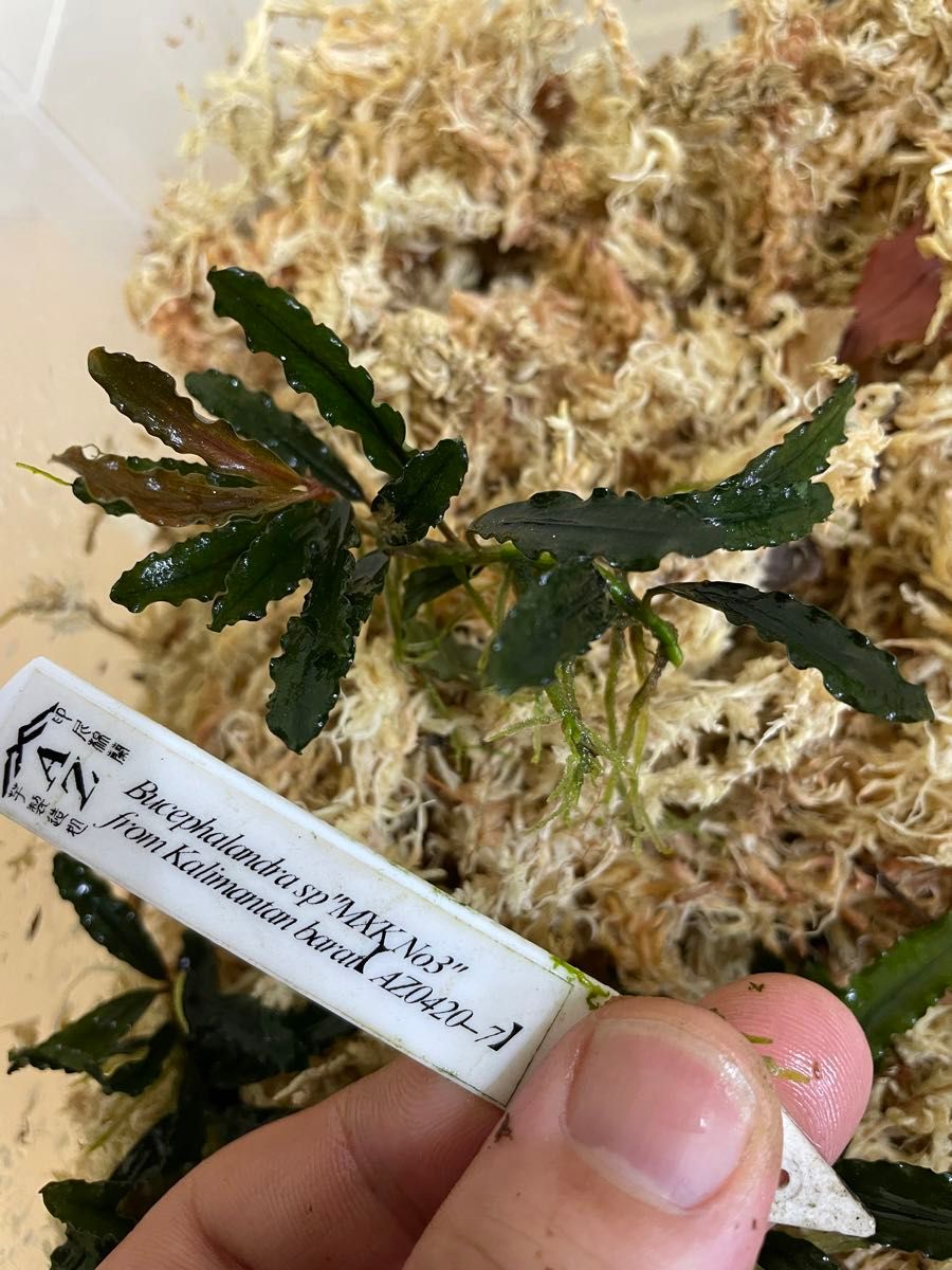 Bucephalandra sp"MNK No3" from Kalimantan barat 【AZ0420- 7】ブセ 水草