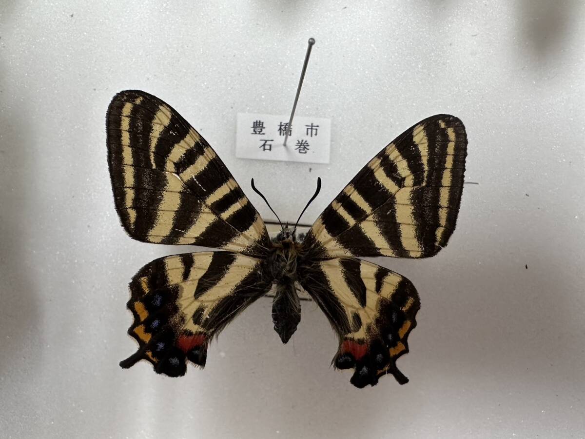 ギフチョウ 蝶 標本 愛知県豊橋市石巻町 1962年4月18日 の画像1