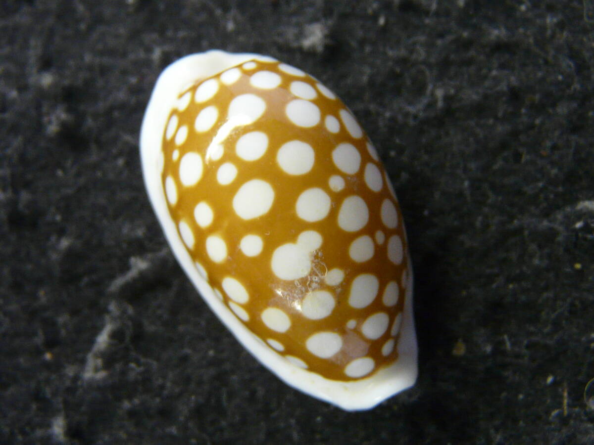 貝殻標本「ナガカノコダカラ（美!!）」の画像1