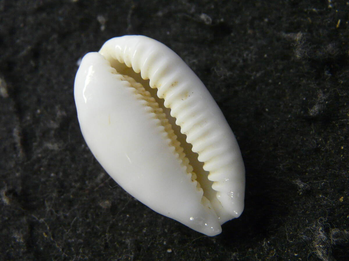 貝殻標本「ナガカノコダカラ（美!!）」の画像2