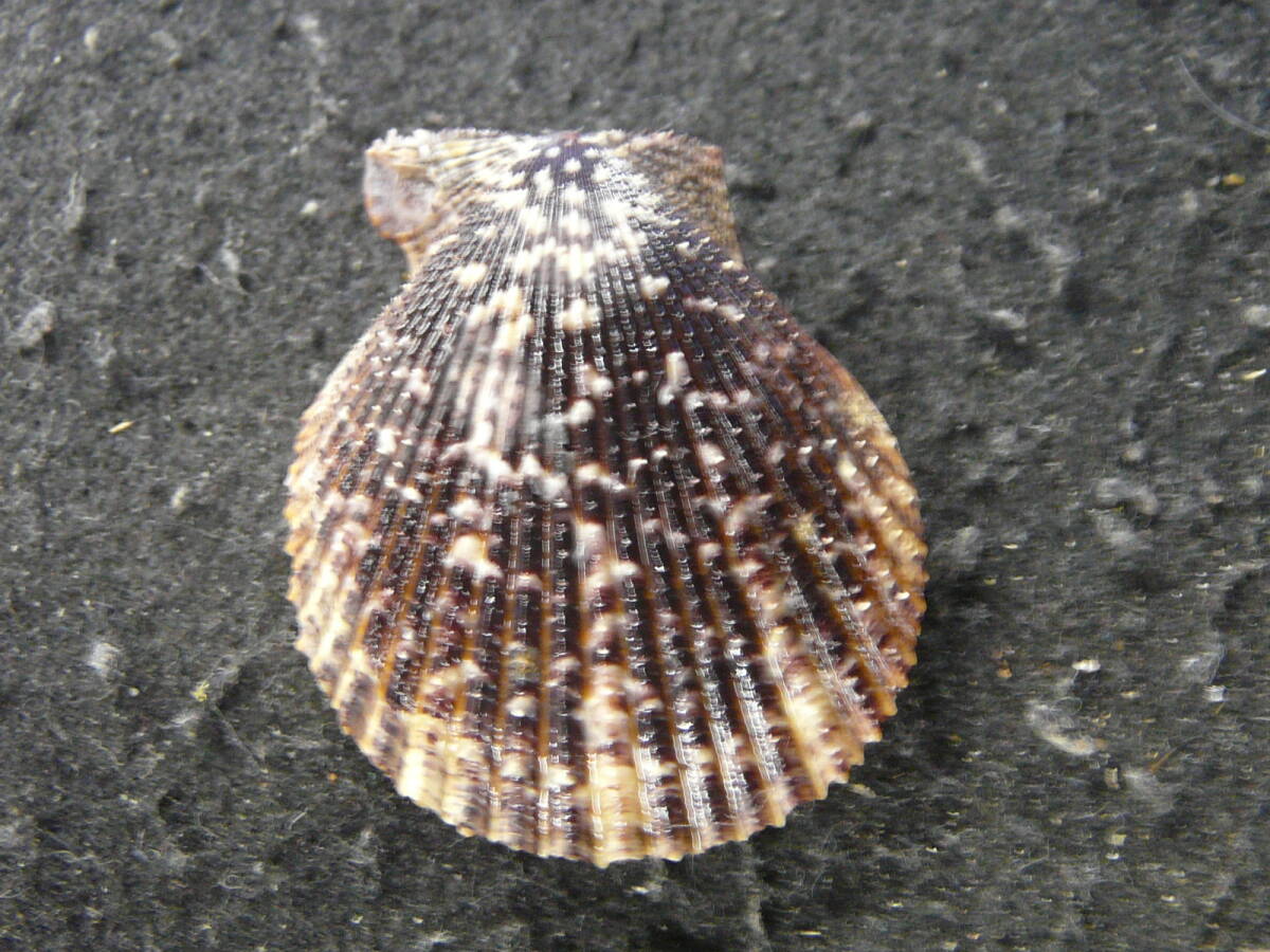 貝殻標本「カスリヒオウギ（美!）」の画像1