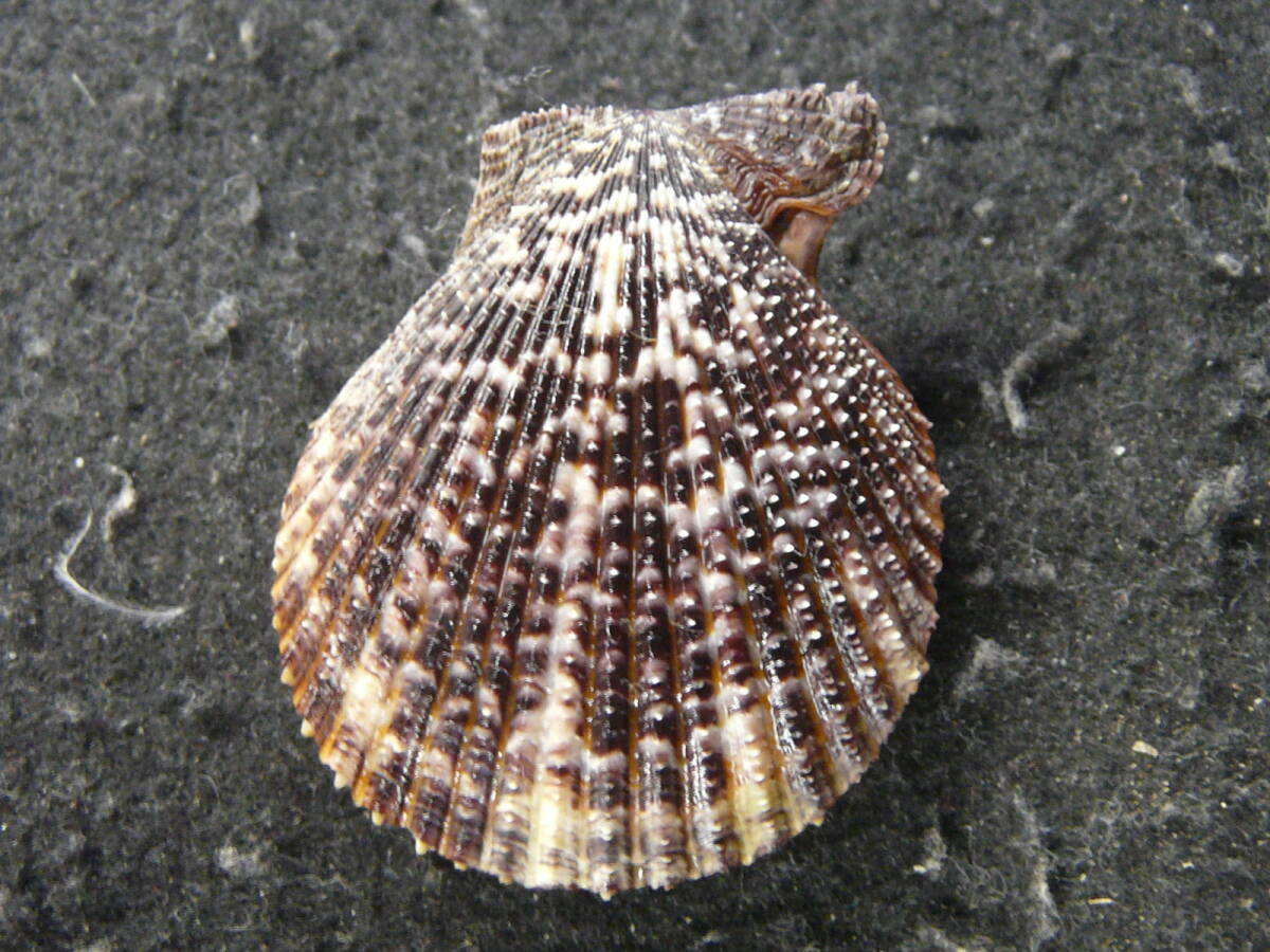 貝殻標本「カスリヒオウギ（美!）」の画像2
