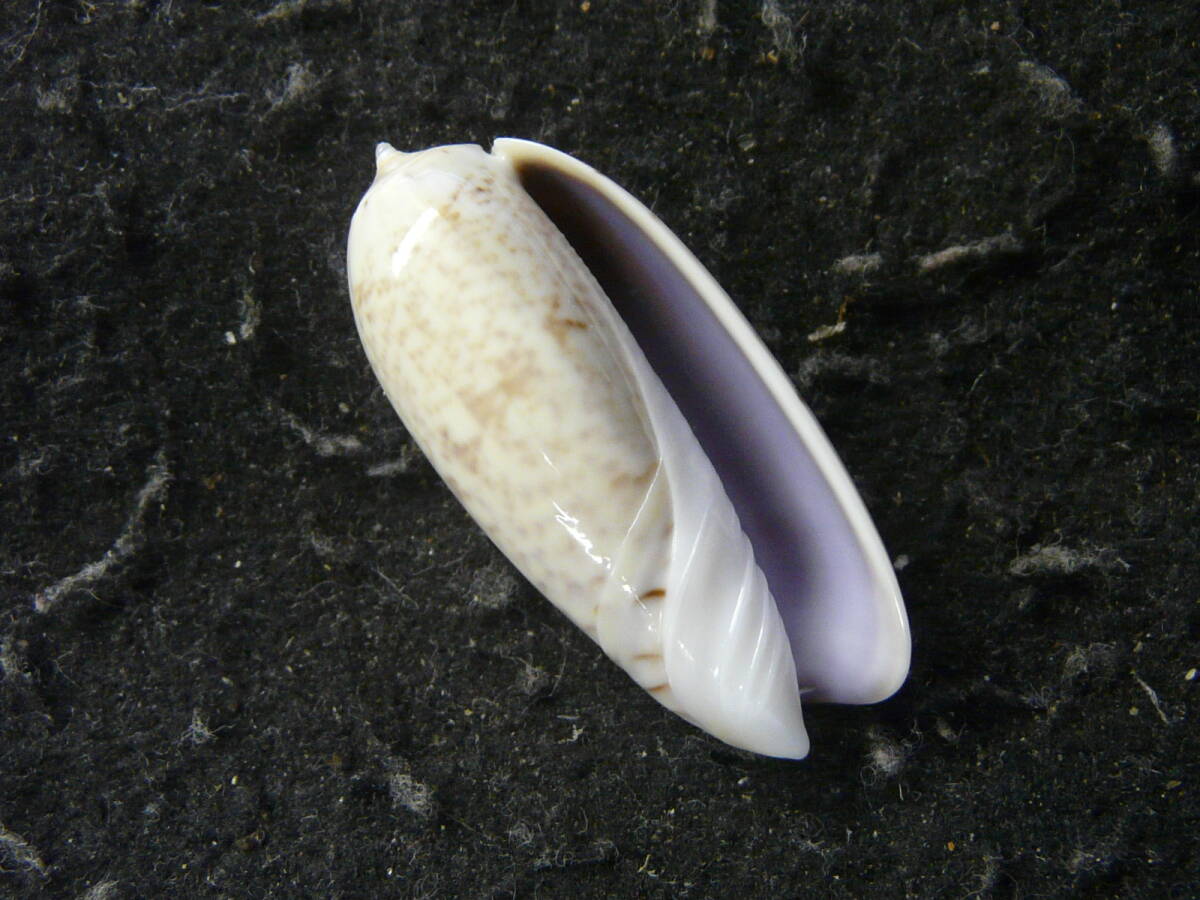 貝殻標本「カネコマクラ（豪州型・美!!）」の画像1